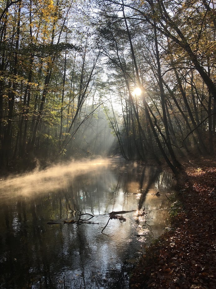 Jezierzyce/dom wolnostojący/działka 2112 m2/staw - obrazek 8