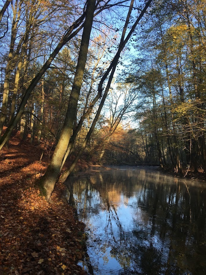 Jezierzyce/dom wolnostojący/działka 2112 m2/staw - obrazek 29
