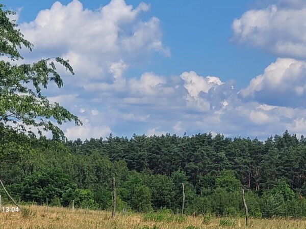 Działka na sprzedaż – Choszczeński, Drawno, Wiśniewo