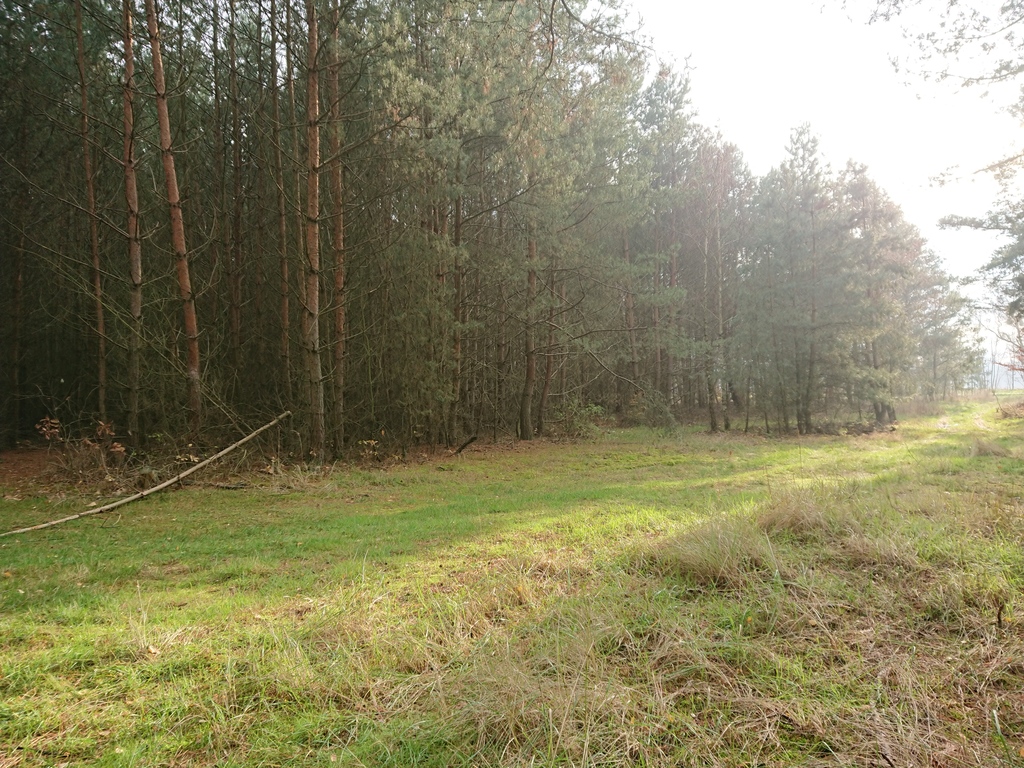 Działka na sprzedaż – Choszczeński, Bierzwnik, Starzyce - obrazek 4