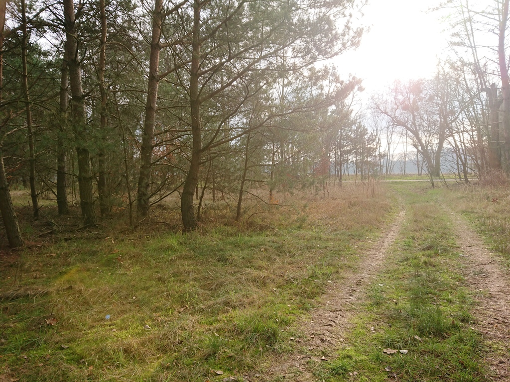 Działka na sprzedaż – Choszczeński, Bierzwnik, Starzyce - obrazek 6