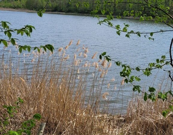 Działka na sprzedaż – Choszczeński, Bierzwnik, Zieleniewo